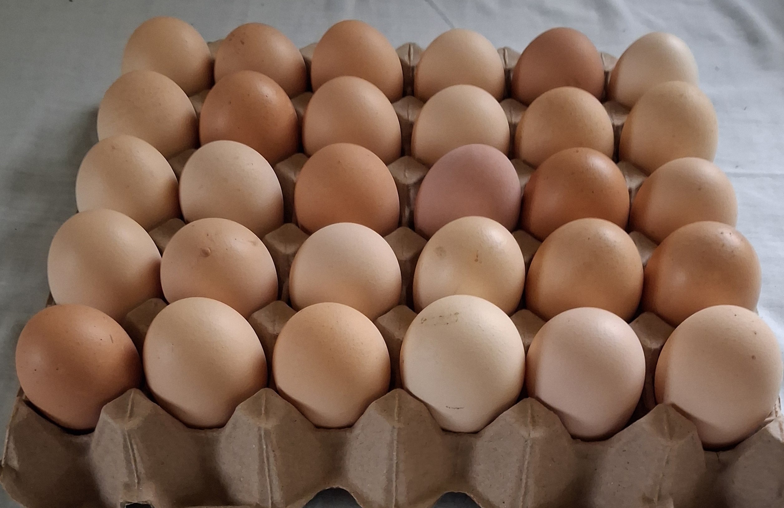 Tray of 30 eggs